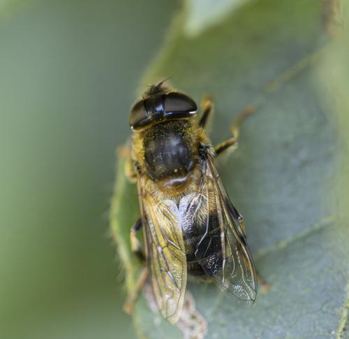 Réf. 358 993 : Eristalis pertinax